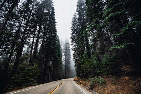 Road curve on the way to Sequoia national parkの写真素材
