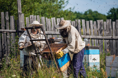 Beekeepers moving hand trolley with bee hives from apiary to extraction room. Preparing for honey extraction.の写真素材