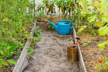 Old rusty watering can inside small greenhouse with tomato and pepper plants. Watering can for watering in the greenhouse.の写真素材