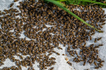 Bees crawl on honeycombs. Bees work in the hive. Apiary closeup. Honey productionの写真素材