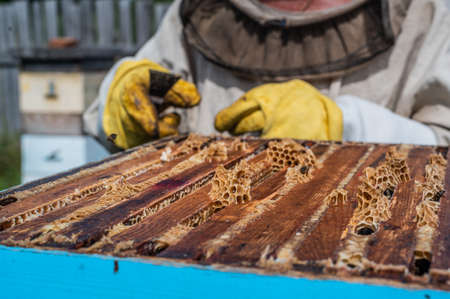 Close up shot of a beehive being opened with a metallic tool by beekeeper.
