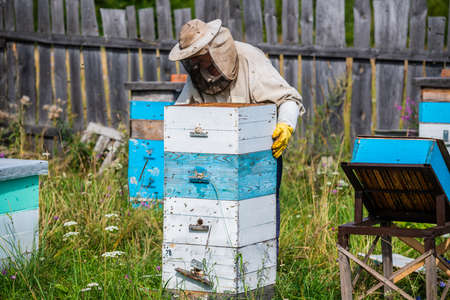 Beekeeper in protection suit inspecting his row of beehives at apiary with bees swarming around him