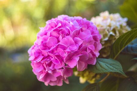 pink blooming hydrangea flower in garden, close up view, green blurred background