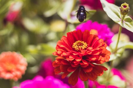 Carpenter bee on Zinnia flower, in the garden with red and pink flowers, close-up view, blurred backgroundの写真素材