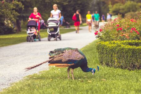 peacock in the park (with path, lawn and flower beds), walking people in background, summer day (Flower garden, Kromeriz)の写真素材