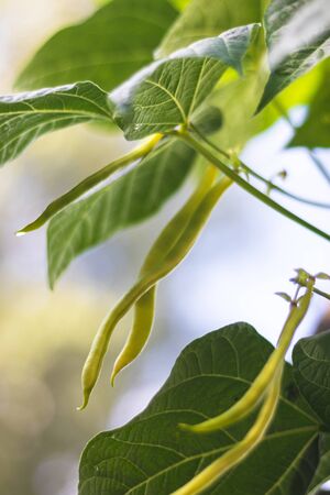 pods of beans on plant (common bean), green leaves around, clear sky in background, in the gardenの写真素材