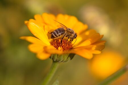 Bee on flower - Honey bee on orange Marigold flower, in the garden, sunny summer day morning,...