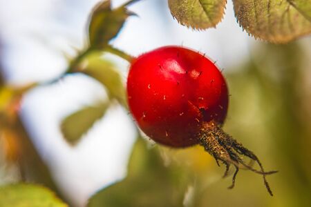 red rosehip on bush, close-up view, leaves in background, summer sunny dayの写真素材
