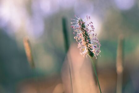Blooming Timothy grass flower (Phleum pratense, timothy, meadow cat's-tail, common cat's tail) on...