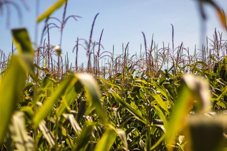 corn field - tall corn plants with green leaves, blue clear sky in background