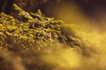 small spruce - close up view of a young evergreen tree in the dark forest, under the glare of the sun, blurred background and foregroundの写真素材