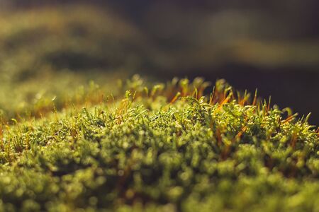 moss - close up view of green moss (illuminated by the sunlight) covering ground in dark forest