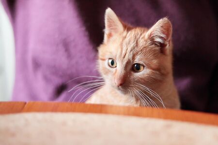 Cute ginger kitten sitting on table, close up view of kitten headの写真素材