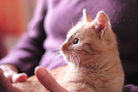 Cute ginger kitten in the arms of a woman, close-up view of a kitten's headの写真素材
