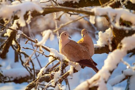 A pair of collared doves on a branch of a snowy tree in winterの写真素材
