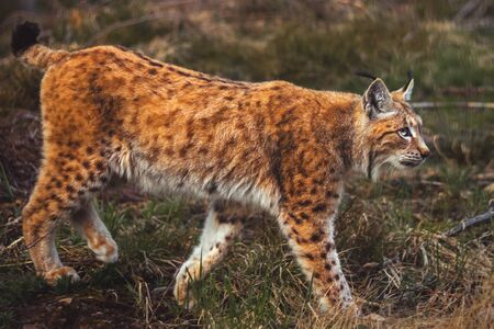Lynx (feline beast - Eurasian Lynx) walking in the Bohemian Forest, side viewの写真素材