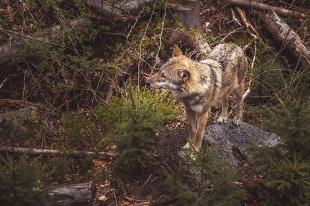 Wolf in the forest - Wolf standing on a large stone, moss and trees aroundの写真素材