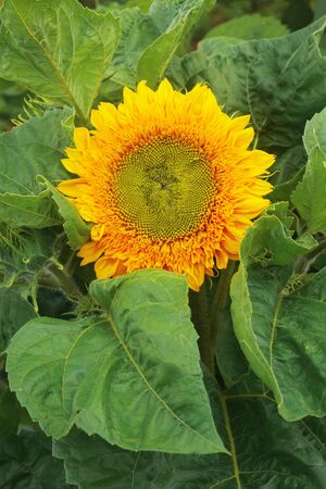 Sunflower in the garden - Big yellow sunflower flower surrounded by large green leavesの写真素材