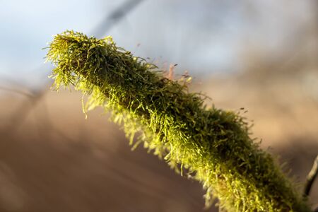 Branch covered with green moss on sunny day, close up view, blurred backgroundの写真素材