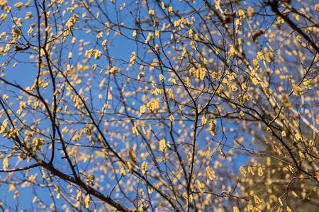 Yellow catkins on the branches of a tree in the background of the blue skyの写真素材