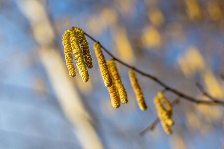 Yellow catkins on the branches of a tree in the background of the blue skyの写真素材