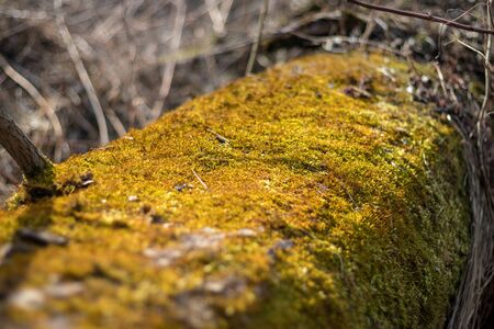 moss on tree - close up view of moss on tree trunkの写真素材