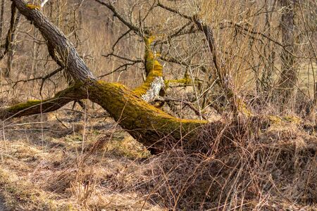 Fallen Willow tree covered with moss, from which young branches growの写真素材