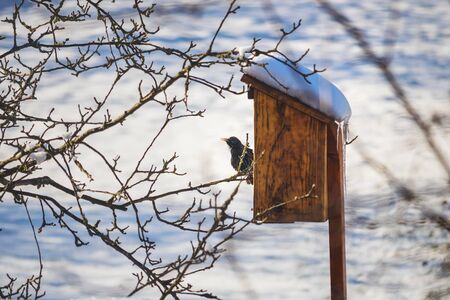 Starling sitting on tree branch, near a birdhouse, in winterの写真素材