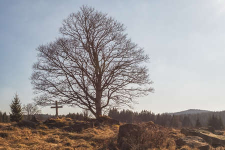 big old tree and wooden cross on a stone hilltop, forests and blue sky in the backgroundの写真素材