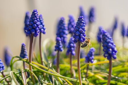 bee pollinating blue Muscari flowersの写真素材
