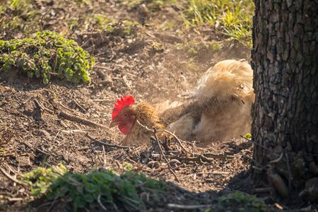 light brown hen with a red comb in the garden - dust bathの写真素材