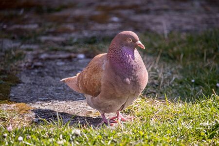 young pigeon stands on the grassの写真素材