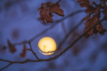 tree branches at night, moon in the backgroundの写真素材