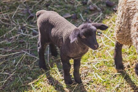 lamb - newborn little black sheepの写真素材
