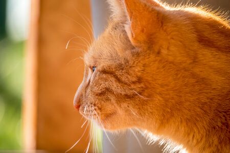 red cat - close up view of the head of a ginger cat, outdoors in the gardenの写真素材