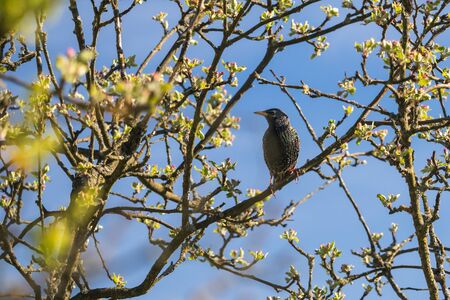 bird on a tree - starling sitting on a branch of a blossoming apple treeの写真素材