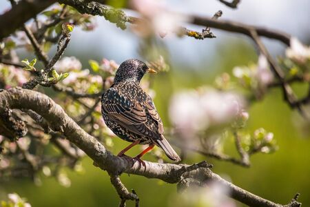 bird on a tree - starling sitting on a branch of a blossoming apple treeの写真素材