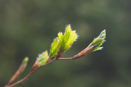 budding leaves of a tree in springの写真素材