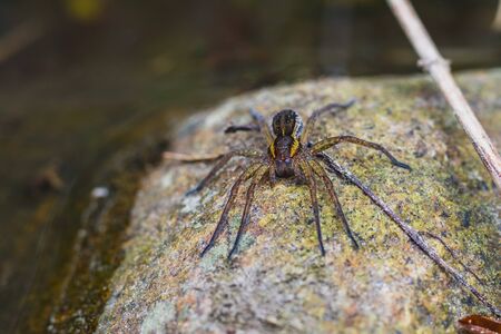 spider on a stone by a streamの写真素材