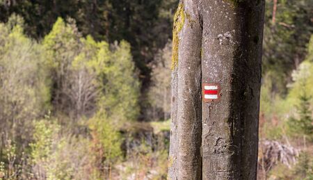 tree trunk with red hiking sign, in the forestの写真素材