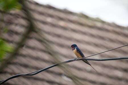 bird - swallow sitting on a wire, in the background the roof of the houseの写真素材