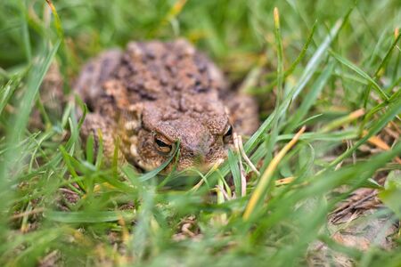 frog - brown toad hidden in the grassの写真素材
