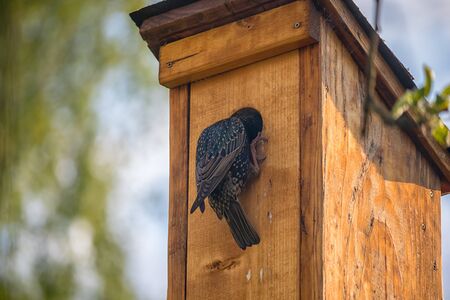 bird on a birdhouse - starling in the entrance hole of a wooden birdhouseの写真素材
