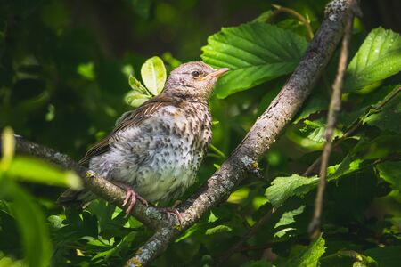 Fieldfare - one young small bird on a branch of the treeの写真素材
