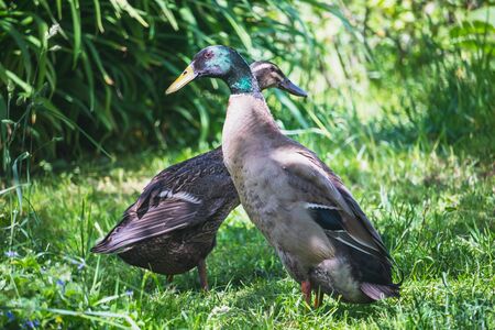 Indian Runner duck - male and female - in the garden