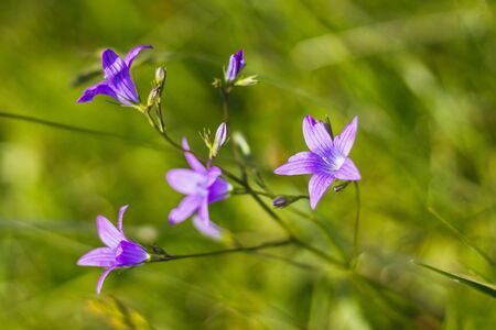 Campanula patula - spreading bellflower - beautiful purple flowers in the meadowの写真素材