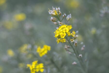 Aurinia - yellow flowers in the spring garden, close up viewの写真素材