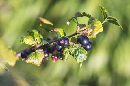 Black currant - close-up view - growing on bush, in the gardenの写真素材