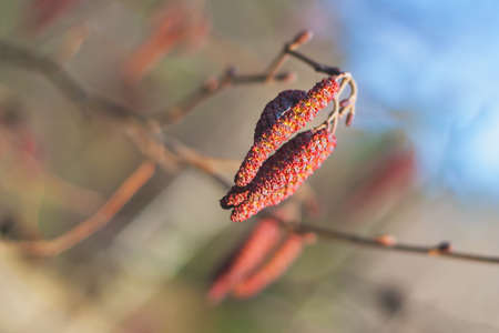 catkins - red alder catkins, close up view, in springの写真素材