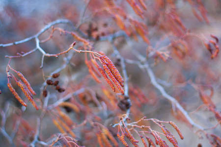 catkins - red alder catkins, close up view, in springの写真素材